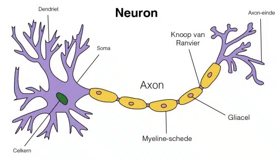 neuron Neuron